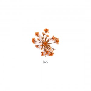 ΑΠΟΞΗΡΑΜΕΝA ΛΟΥΛΟΥΔΙΑ ΠΟΡΤΟΚΑΛΙ 20 τεμ. ΑΠΟΞΗΡΑΜΕΝA ΛΟΥΛΟΥΔΙΑ ΠΟΡΤΟΚΑΛΙ 20 τεμ.