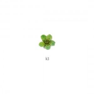 ΑΠΟΞΗΡΑΜΕΝA ΛΟΥΛΟΥΔΙΑ ΠΡΑΣΙΝΑ K3 20 τεμ. ΑΠΟΞΗΡΑΜΕΝA ΛΟΥΛΟΥΔΙΑ ΠΡΑΣΙΝΑ K3 20 τεμ.